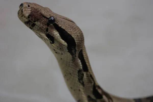 Vista Del Maestoso Serpente Pitone Selvatico — Foto Stock