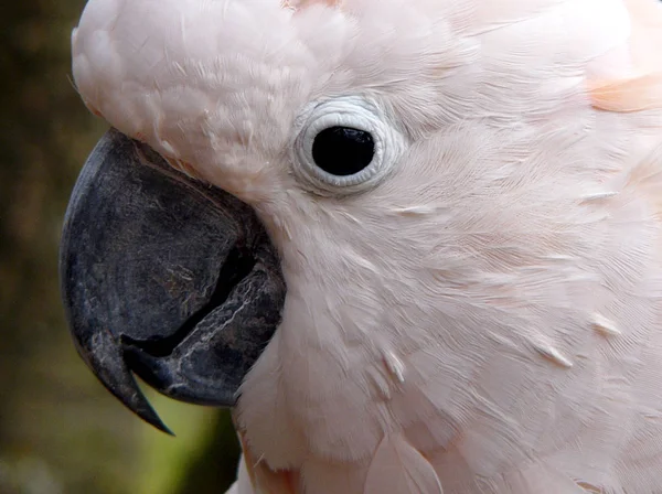 Pemandangan Indah Burung Beo Alam — Stok Foto