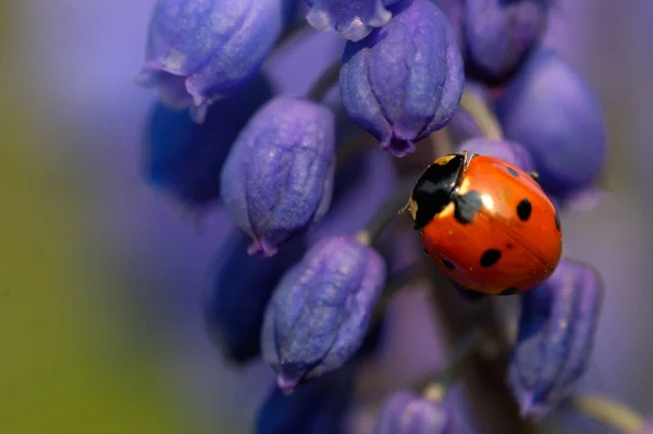 Bug Vermelho Com Pontos Ladybug — Fotografia de Stock