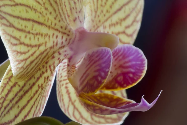 Phalaenopsis Hibrid Vluyner Törpe — Stock Fotó