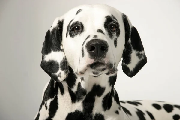 Porträt Eines Süßen Hundes — Stockfoto