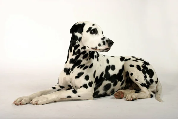 达尔马提亚犬 黑白宠物狗 — 图库照片