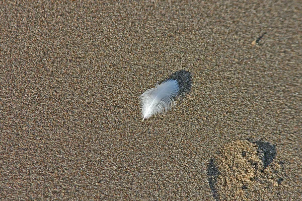 Kumda Tüy — Stok fotoğraf
