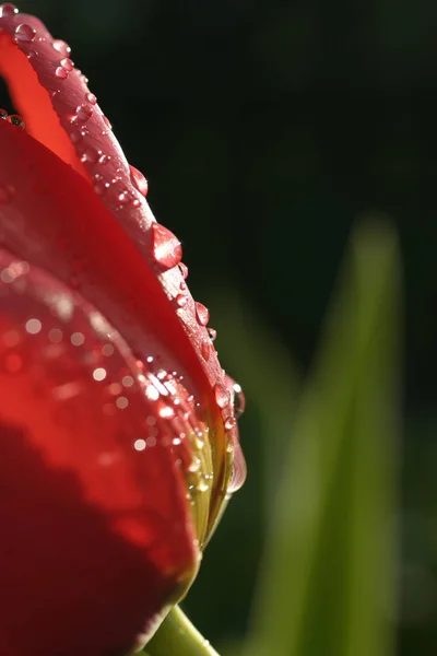 Tulpen Blühen Frühlingsflora — Stockfoto