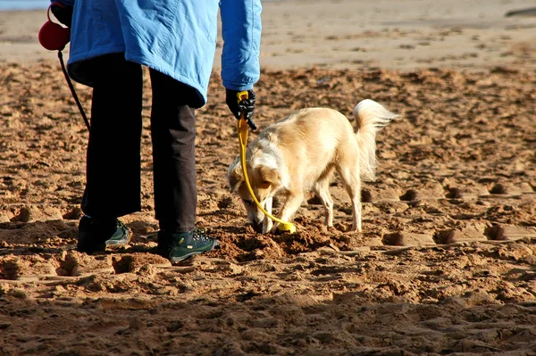 Mulher Com Cão Praia — Fotografia de Stock