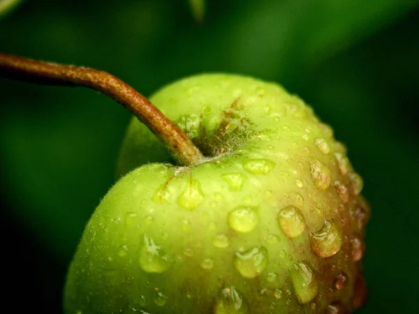 Jablko Kapkami Vody — Stock fotografie
