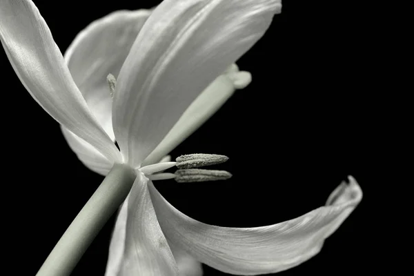 Schöne Blumen Blumiges Konzept Hintergrund — Stockfoto