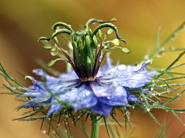 Beautiful Flowers Floral Concept Background — Stock Photo, Image