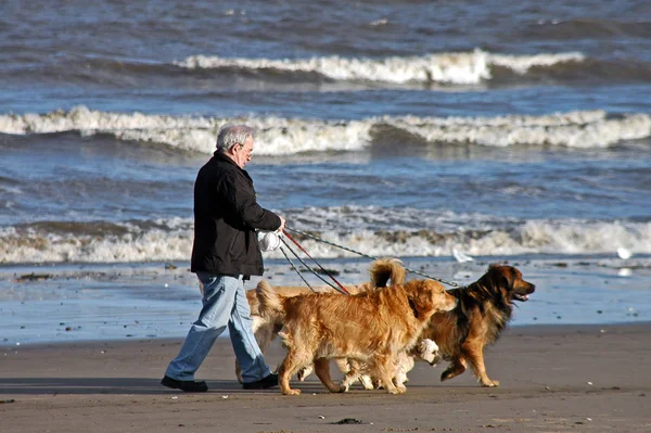 Cães Praia — Fotografia de Stock