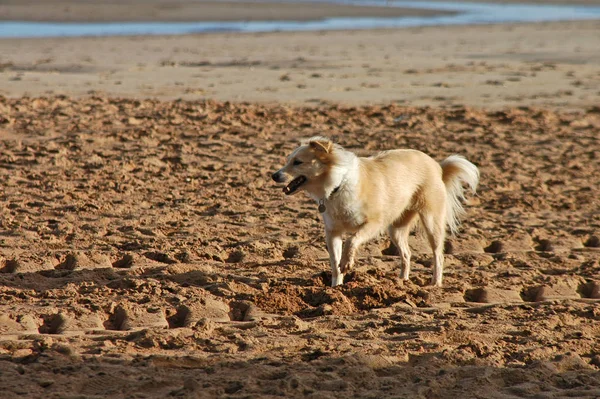 Hund Stranden — Stockfoto