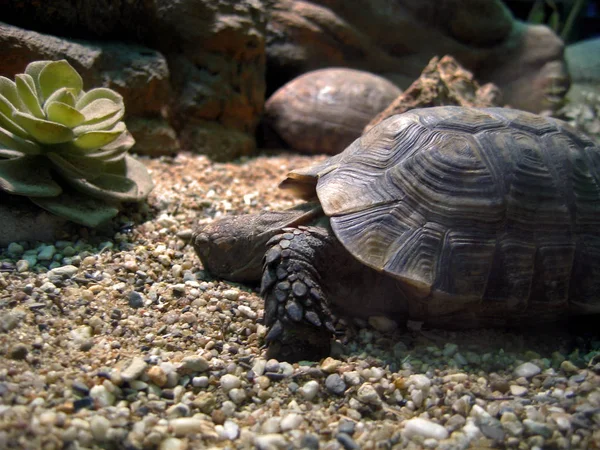 Черепаха Саду — стоковое фото