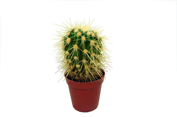 Cactus Tropische Plant Flora — Stockfoto