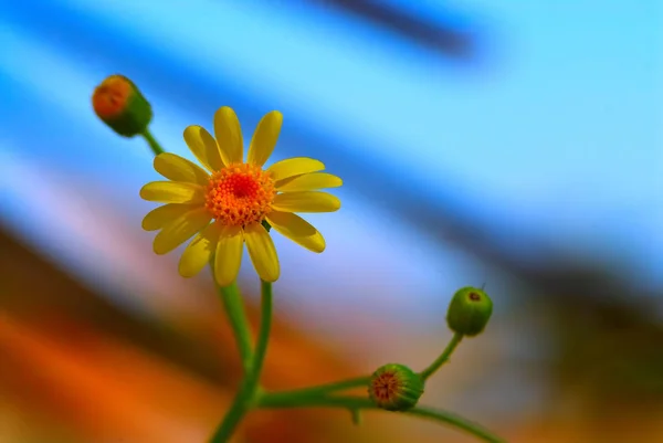 Algo Para Aproximar Primavera — Fotografia de Stock