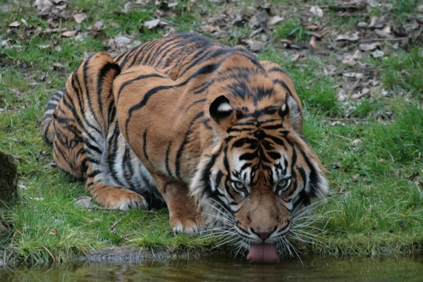 Хищник Дикий Кот Полосатый Тигр — стоковое фото