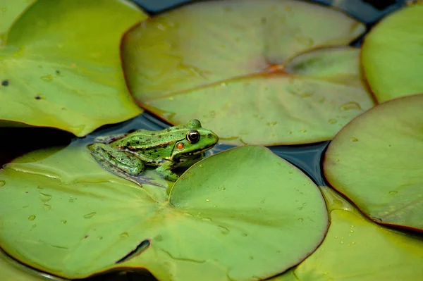 Obojživelné Zvíře Divoká Žába — Stock fotografie