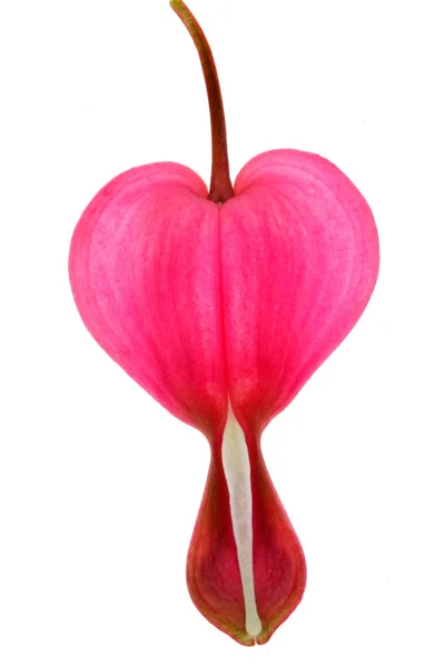Цветок Розового Плачущего Сердца — стоковое фото
