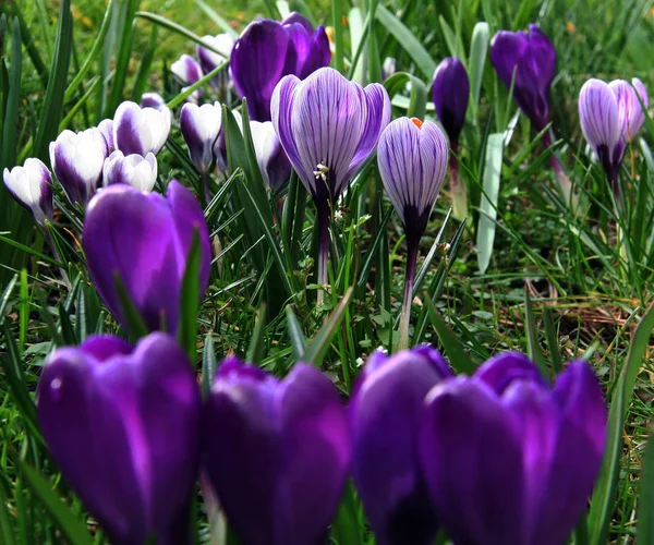 Crocuses Spring Flowers Petals — Stock Photo, Image