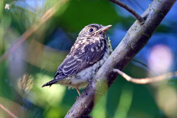 Γραφική Θέα Της Όμορφης Flycatcher Πουλί — Φωτογραφία Αρχείου