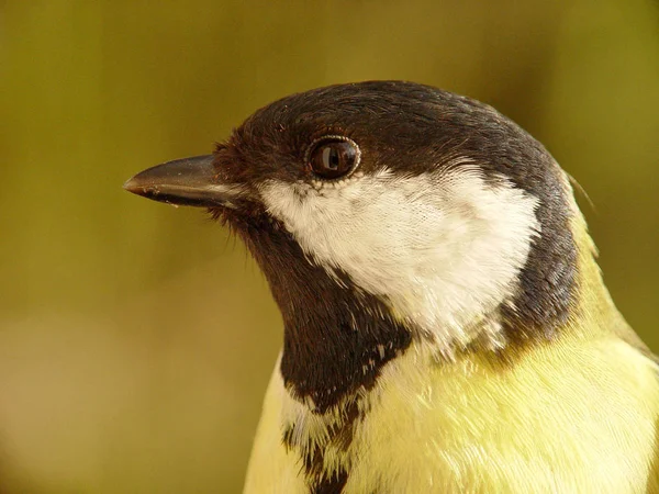 Vista Panorámica Hermoso Pájaro Titmouse — Foto de Stock