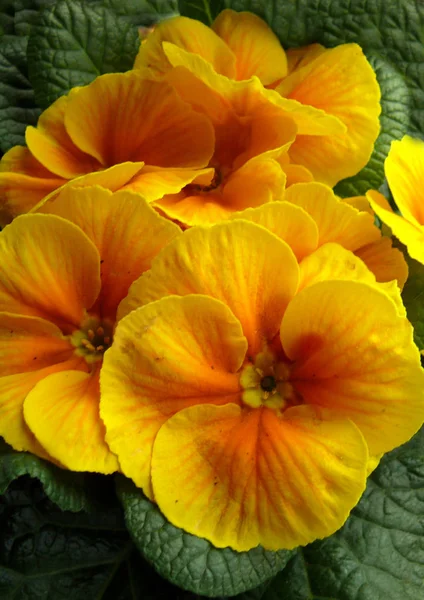 Pétalas Flores Flora Verão — Fotografia de Stock