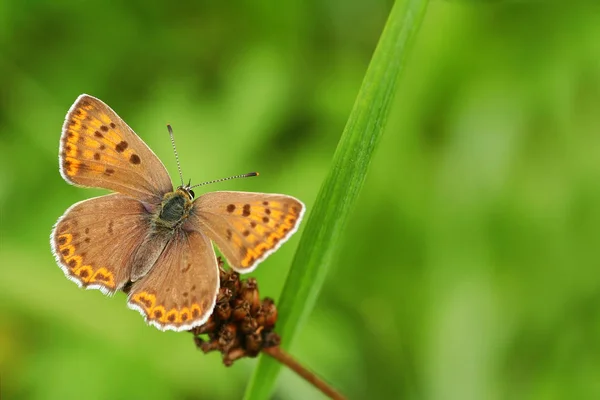 Close Van Een Insect Wilde Natuur — Stockfoto