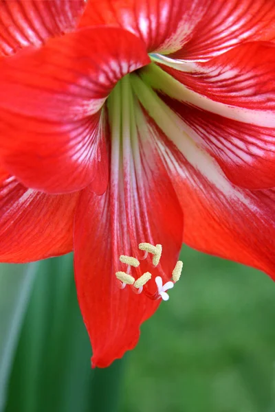 Płatki Kwiatów Amaryllis Kwiat Flory — Zdjęcie stockowe