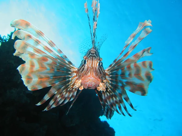 Życie Morskie Lwy Morskie Wodzie Zwierzęta Wodne — Zdjęcie stockowe