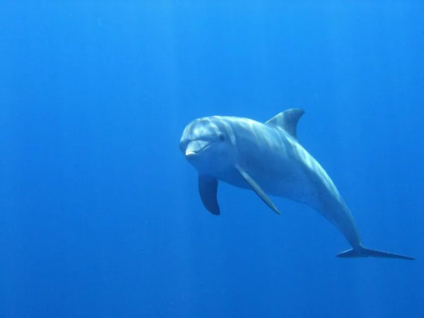 Δελφίνι Υδρόβια Ψάρια Θαλάσσια Ζώα — Φωτογραφία Αρχείου