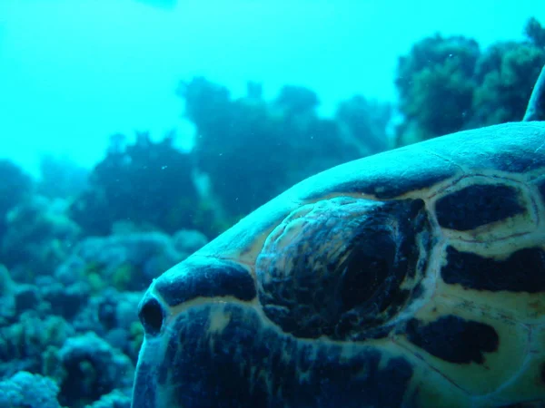 热带龟类动物 自然动物 — 图库照片