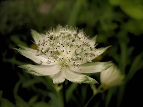 Schöne Blumen Blumiges Konzept Hintergrund — Stockfoto