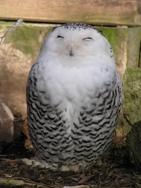 Schneeula Marken — Stockfoto