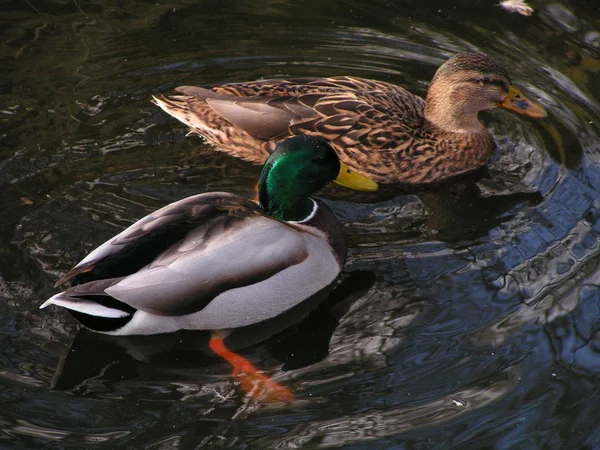 Grenaille Observation Canard Dans Nature Sauvage — Photo