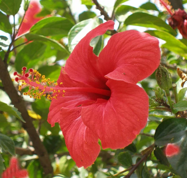 Landschaftlich Schöne Bunte Hibiskusblüte — Stockfoto