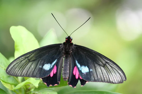 Widok Bliska Piękny Kolorowy Motyl — Zdjęcie stockowe