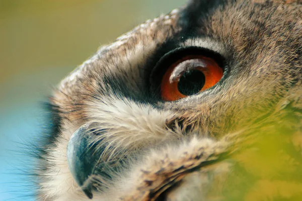 Vista Panorámica Hermoso Pájaro Naturaleza — Foto de Stock