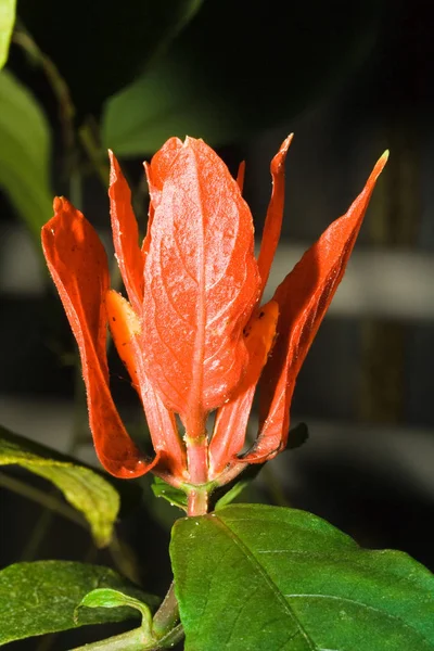 Bougainvillea Glabra Vrtání Květiny — Stock fotografie