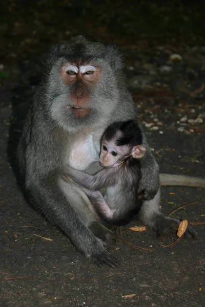 Singe Animal Primate Mammifère — Photo