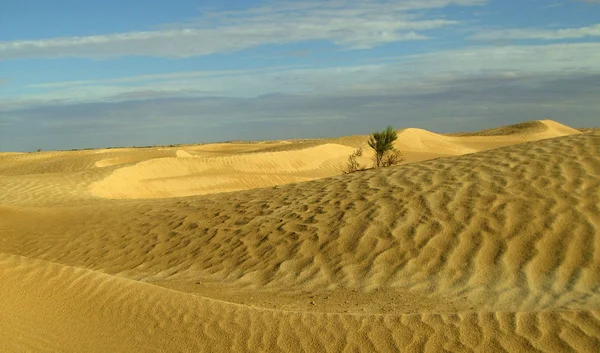 Panoramisch Uitzicht Duinen Selectieve Focus — Stockfoto