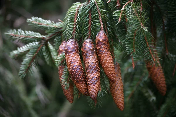 Kleurrijke Achtergrond Voor Kerst Nieuwjaar Vakantie Kaart — Stockfoto