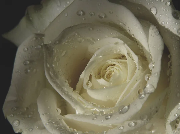 Malerische Ansicht Der Schönen Weißen Rose Blume — Stockfoto