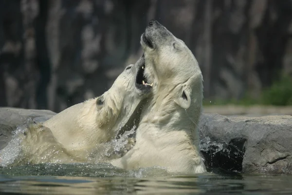 Deux Ours Blancs Battant Dans Eau — Photo