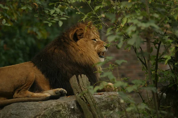 Afrikanischer Löwe Wildes Raubtier — Stockfoto