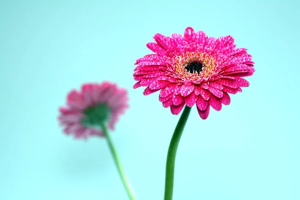 Botânica Floral Pétalas Flores — Fotografia de Stock