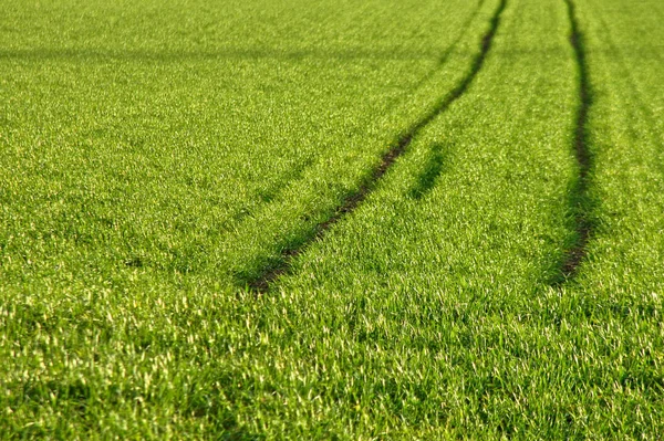 Campo Mais Agricolo Terreni Agricoli — Foto Stock