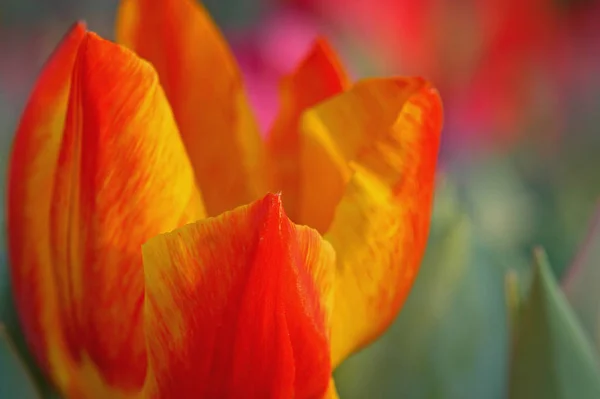 Frühlingsblumen Tulpenblätter Flora — Stockfoto