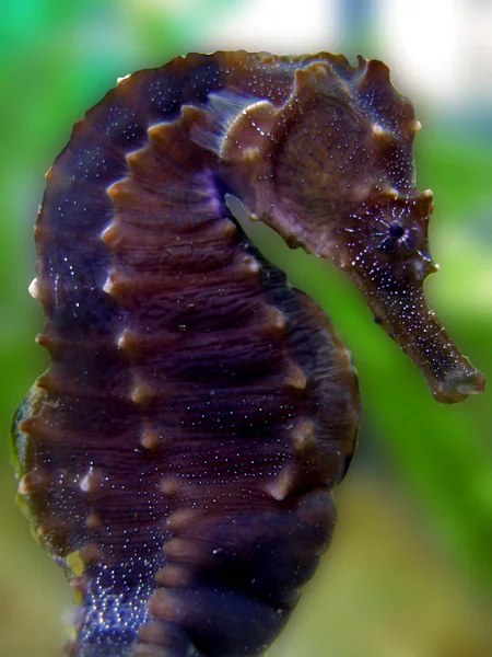 Nahaufnahme Von Käfer Der Natur — Stockfoto