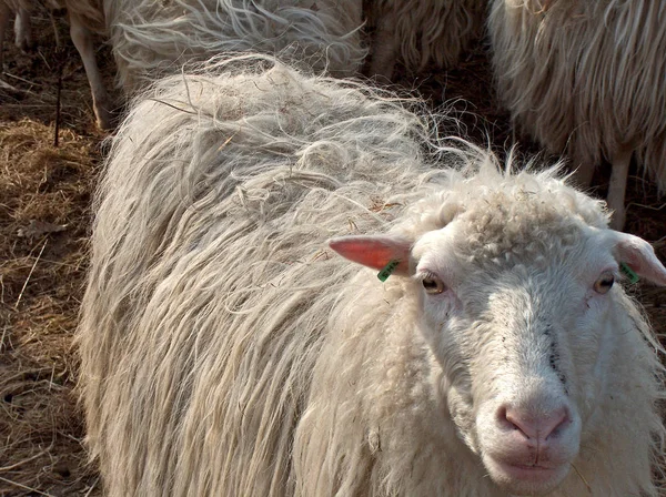 Animali Giovani Attenzione Selettiva — Foto Stock