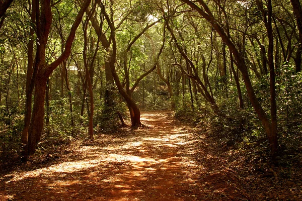 Passeio Solitário Floresta — Fotografia de Stock