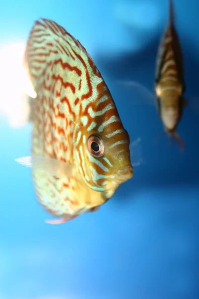Akvaryumdaki Balıklar — Stok fotoğraf