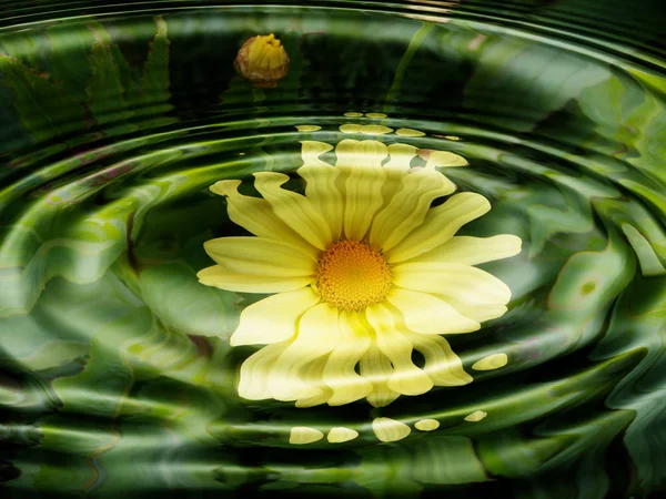 Vatten Flora Blommor Wasserspiegelung — Stockfoto